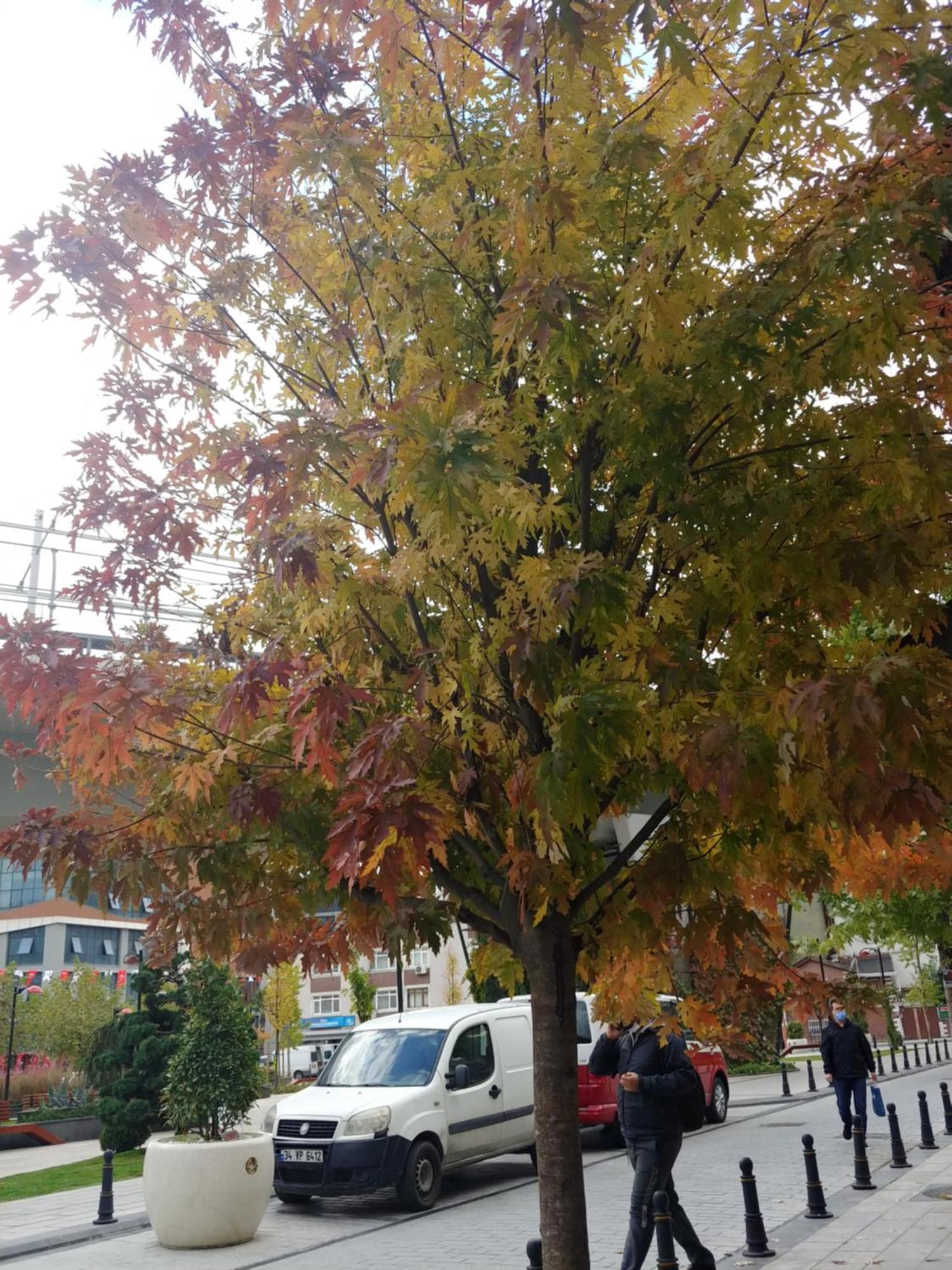 Canpi Homes Istambul